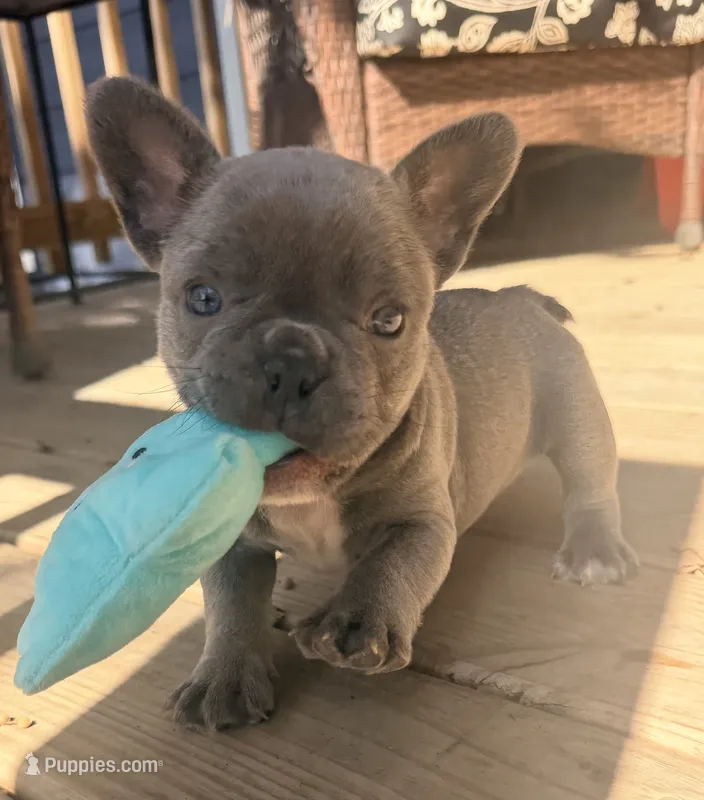 Bingo – French Bulldog puppy for sale in Logan, IA