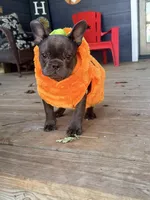Waffles, a male French Bulldog for sale in Logan, IA – 3 of 9