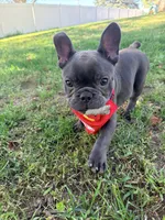 Waffles, a male French Bulldog for sale in Logan, IA – 7 of 9