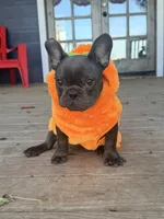 Waffles, a male French Bulldog for sale in Logan, IA – 5 of 9