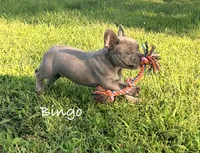 Bingo, a male French Bulldog for sale in Logan, IA – 6 of 6