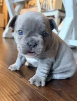 Gus, a male French Bulldog for sale in Logan, IA – 4 of 4