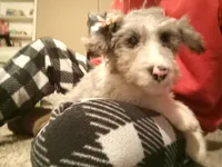 Lola, a female Aussiedoodle for sale in Bowling Green, OH – Photo 1 of 5