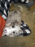 Lola, a female Aussiedoodle for sale in Bowling Green, OH – Photo 5 of 5