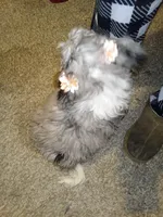 Lola, a female Aussiedoodle for sale in Bowling Green, OH – Photo 2 of 5