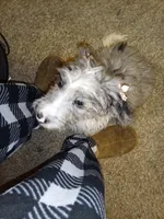 Lola, a female Aussiedoodle for sale in Bowling Green, OH – Photo 4 of 5
