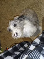 Lola, a female Aussiedoodle for sale in Bowling Green, OH – Photo 3 of 5