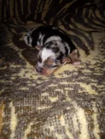 Julia, a female Yorkshire Terrier for sale in Bowling Green, OH – Photo 5 of 5