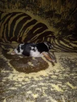Julia, a female Yorkshire Terrier for sale in Bowling Green, OH – Photo 3 of 5