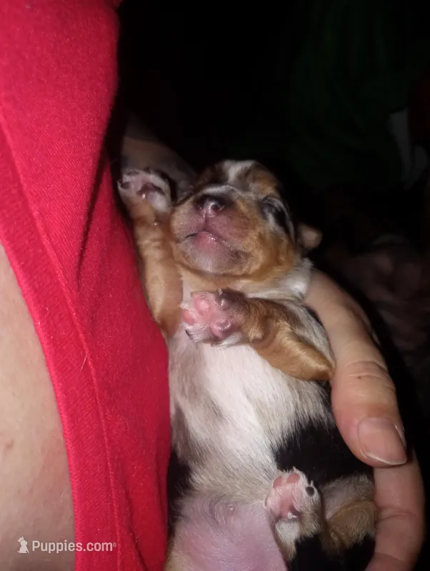 Julia, a female Yorkshire Terrier for sale in Bowling Green, OH – Photo 1 of 5