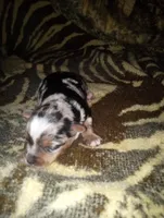 Julia, a female Yorkshire Terrier for sale in Bowling Green, OH – Photo 2 of 5