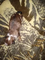 Craig, a male Yorkshire Terrier for sale in Bowling Green, OH – Photo 4 of 5