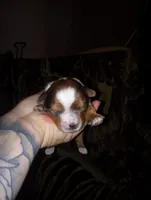 Craig, a male Yorkshire Terrier for sale in Bowling Green, OH – Photo 2 of 5