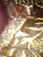 Craig, a male Yorkshire Terrier for sale in Bowling Green, OH – Photo 3 of 5