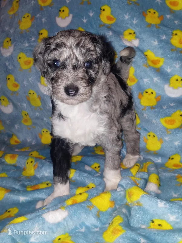 Chloe – Aussiedoodle puppy for sale in Bowling Green, OH