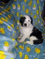Chloe, a female Aussiedoodle for sale in Bowling Green, OH – Photo 3 of 8