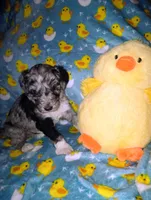 Chloe, a female Aussiedoodle for sale in Bowling Green, OH – Photo 2 of 8