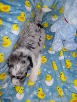 Chloe, a female Aussiedoodle for sale in Bowling Green, OH – Photo 8 of 8