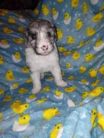 Chloe, a female Aussiedoodle for sale in Bowling Green, OH – Photo 5 of 8