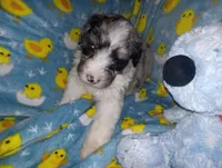Chloe, a female Aussiedoodle for sale in Bowling Green, OH – Photo 4 of 8