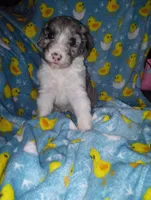 Chloe, a female Aussiedoodle for sale in Bowling Green, OH – Photo 7 of 8