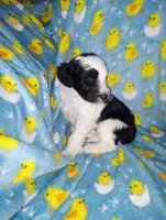 Chloe, a female Aussiedoodle for sale in Bowling Green, OH – Photo 6 of 8