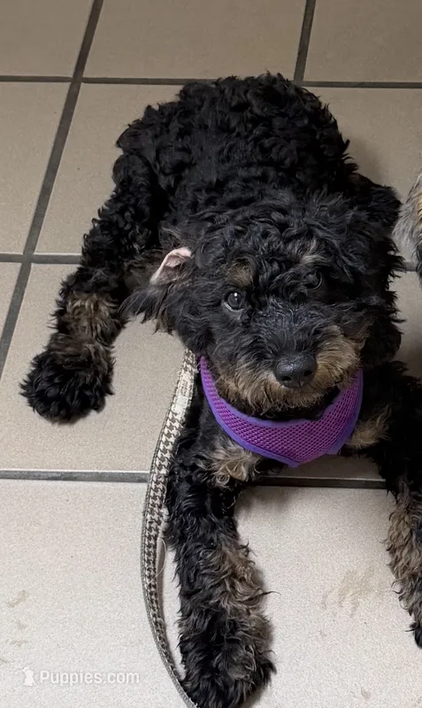 Buzz – Miniature Bernedoodle puppy for sale in Bliss, NY