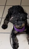 Buzz, a male Miniature Bernedoodle for sale in Bliss, NY – 1 of 3