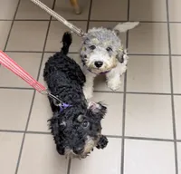 Barney, a male Miniature Bernedoodle for sale in Bliss, NY – 3 of 3