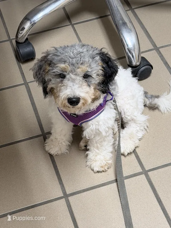 Barney – Miniature Bernedoodle puppy for sale in Bliss, NY