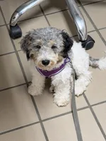 Barney, a male Miniature Bernedoodle for sale in Bliss, NY – 1 of 3