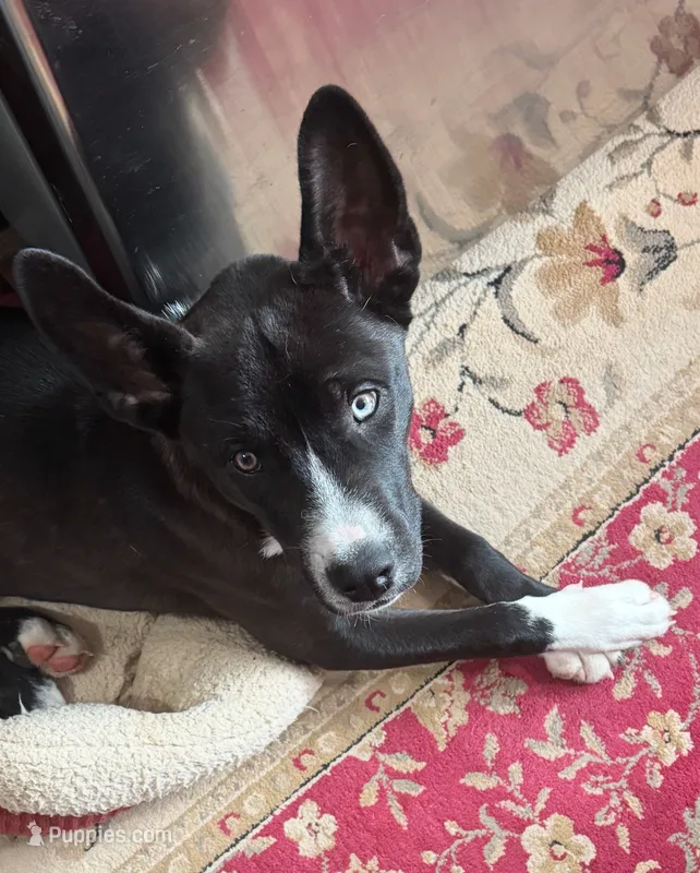 Yogi – Alaskan Malamute, Siberian Husky puppy for sale in Bliss, NY