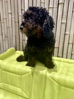 Buzz, a male Miniature Bernedoodle for sale in Bliss, NY – 5 of 6