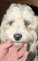 Izzy, a female Shihpoo for sale in Bliss, NY – 2 of 3