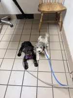 Buzz, a male Miniature Bernedoodle for sale in Bliss, NY – 6 of 6