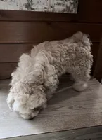 Izzy, a female Shihpoo for sale in Bliss, NY – 3 of 3
