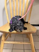 Buzz, a male Miniature Bernedoodle for sale in Bliss, NY – 3 of 3