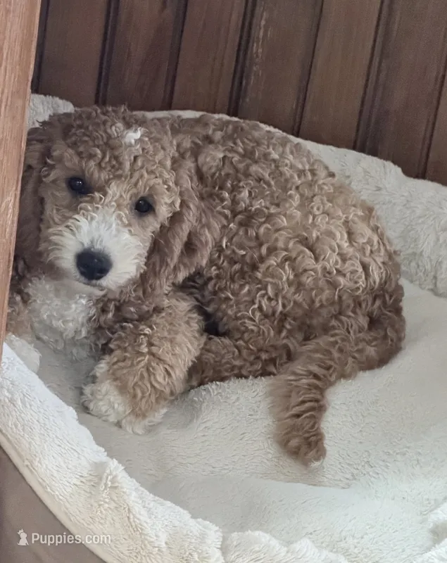 JellyBean – Miniature Goldendoodle puppy for sale in Bliss, NY