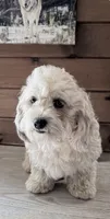 Izzy, a female Shihpoo for sale in Bliss, NY – 1 of 3
