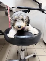 Barney, a male Miniature Bernedoodle for sale in Bliss, NY – 2 of 3