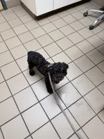 Buzz, a male Miniature Bernedoodle for sale in Bliss, NY – 2 of 3