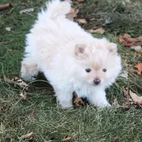 Bella, a female Pomeranian for sale in Sparta, WI – Photo 2 of 3