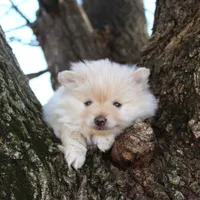 Bella, a female Pomeranian for sale in Sparta, WI – Photo 3 of 3