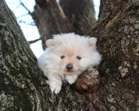 Bella, a female Pomeranian for sale in Sparta, WI – Photo 3 of 3