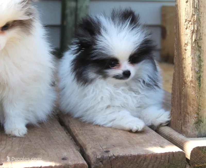 Milo – Pomeranian puppy for sale in Sparta, WI