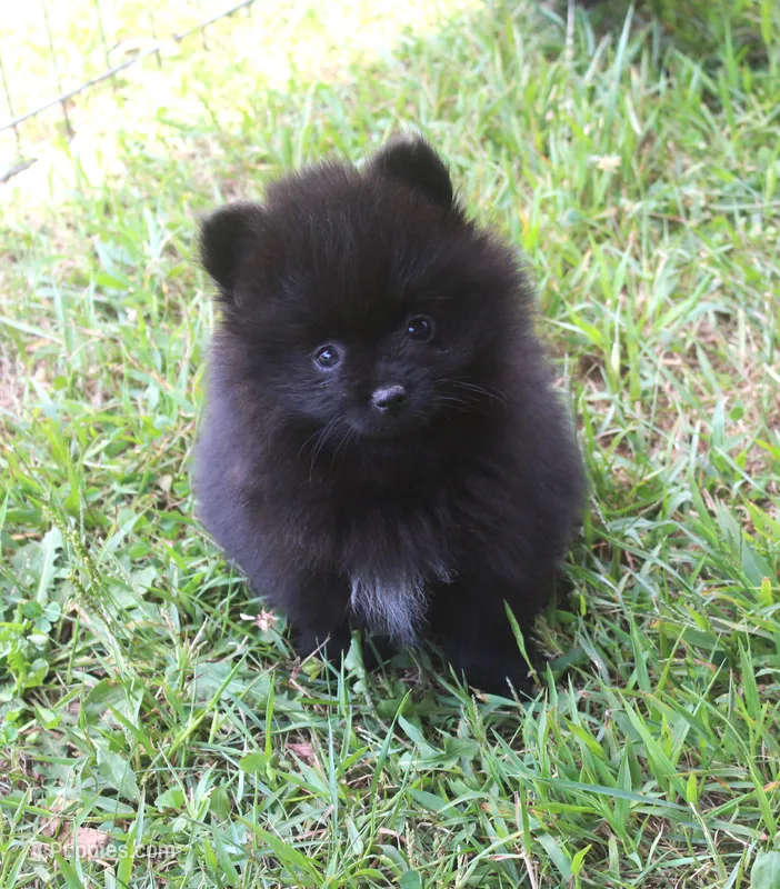 Echo – Pomeranian puppy for sale in Sparta, WI