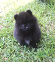 Echo, a female Pomeranian for sale in Sparta, WI – 1 of 1