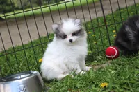 Bella, a female Pomeranian for sale in Sparta, WI – 3 of 3