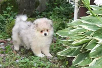 Mitzy, a female Pomeranian for sale in Sparta, WI – 4 of 5