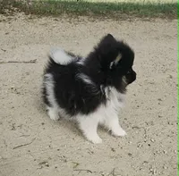 Mitzy, a female Pomeranian for sale in Sparta, WI – 2 of 3